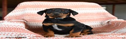 Doberman Pinscher dogs for sale: Ace - Ad 1
