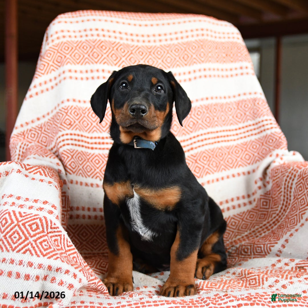 Doberman Pinscher dogs for sale: Ace - Ad 1