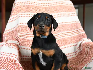 Doberman Pinscher dogs Ace - Ad 15