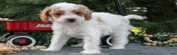 Mini Goldendoodle dogs for sale: Roger - Ad 3