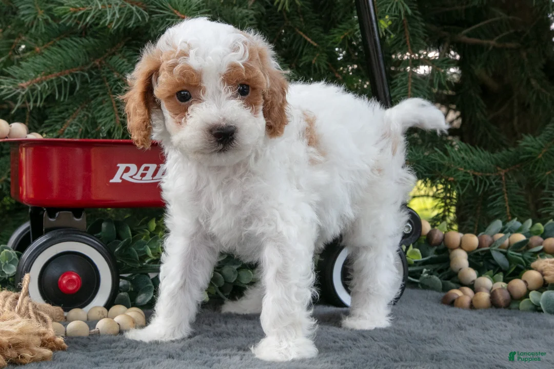 Mini Goldendoodle dogs for sale: Roger - Ad 3