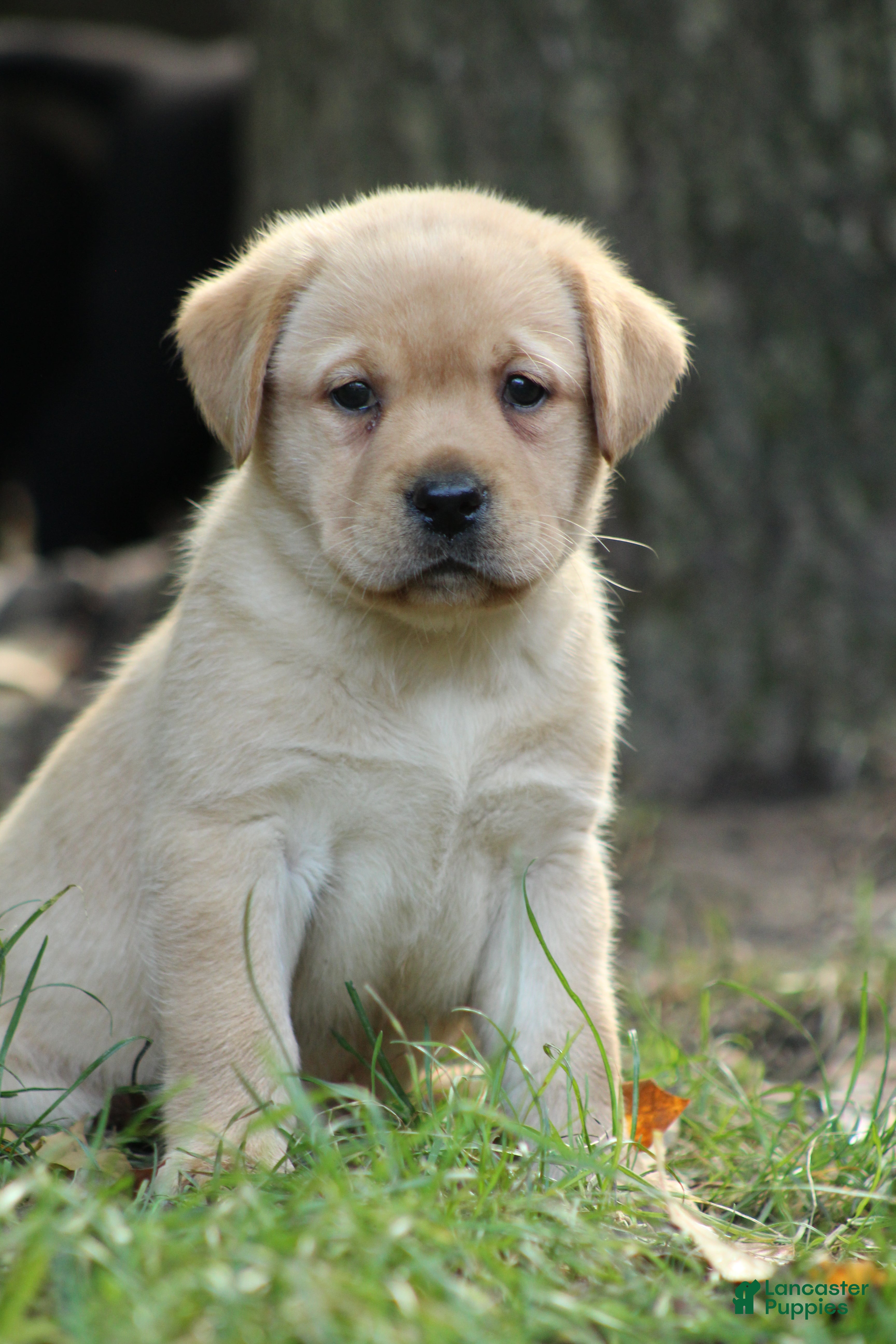 Labrador Retriever dogs Finn - Ad 1