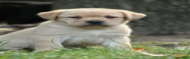 Finn
