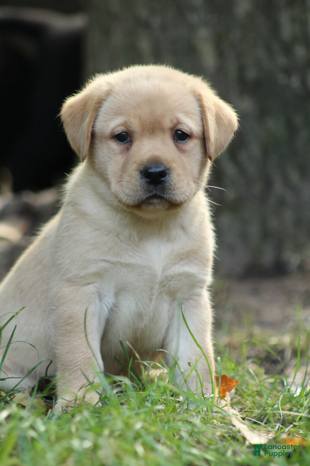Labrador Retriever dogs for sale: Finn - Ad 1