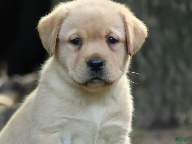 Labrador Retriever dogs for sale: Finn - Ad 2