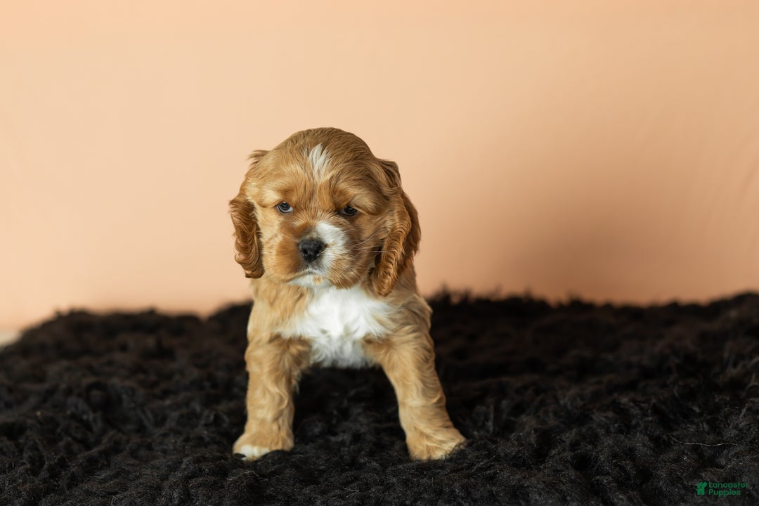 Cocker Spaniel dogs for sale: Reggie - Ad 2