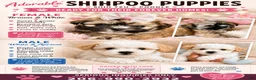 Shihpoo dogs for sale: Shihpoo 2 - Ad 2
