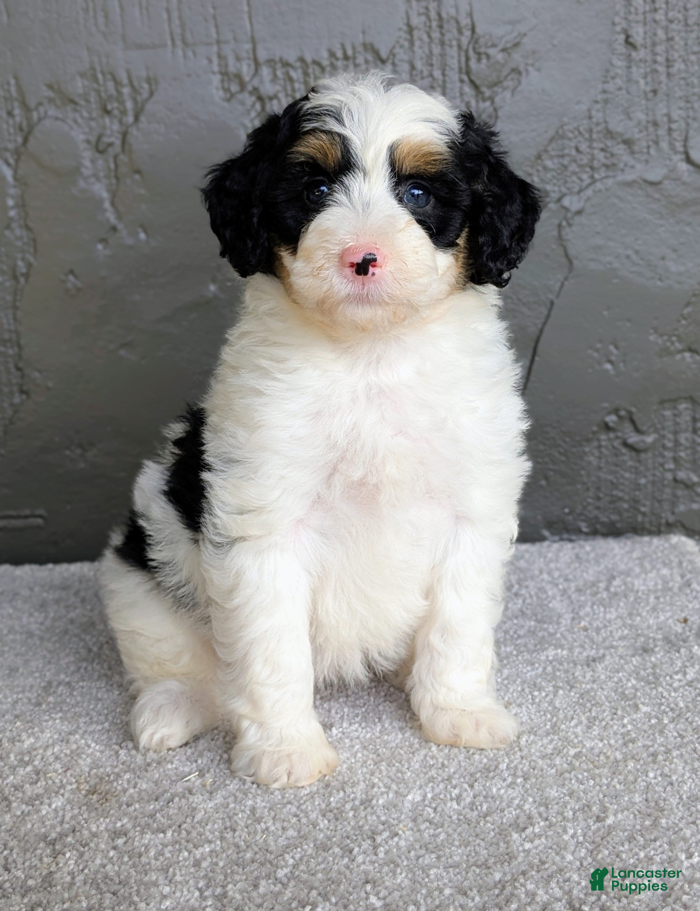 Mini Bernedoodle dogs Allison  - Ad 1