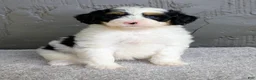Mini Bernedoodle dogs for sale: Allison  - Ad 1