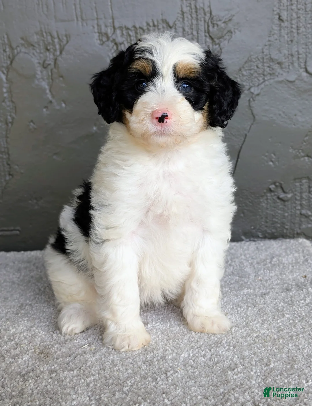 Mini Bernedoodle dogs for sale: Allison  - Ad 1