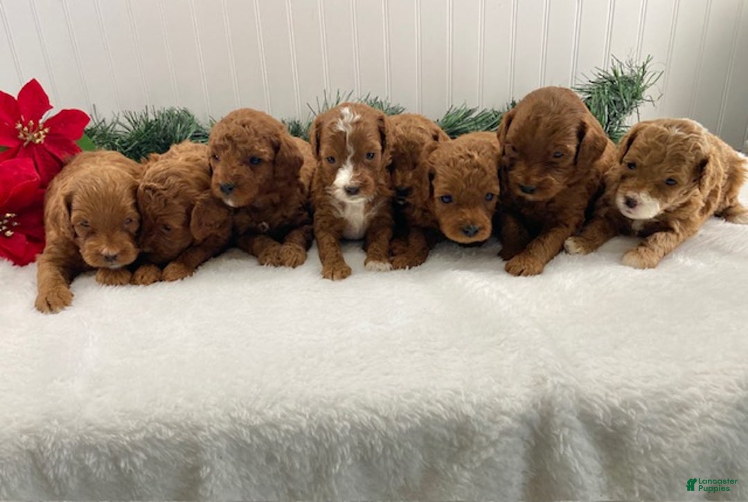 Cavapoo dogs for sale: Shiloh - Ad 6