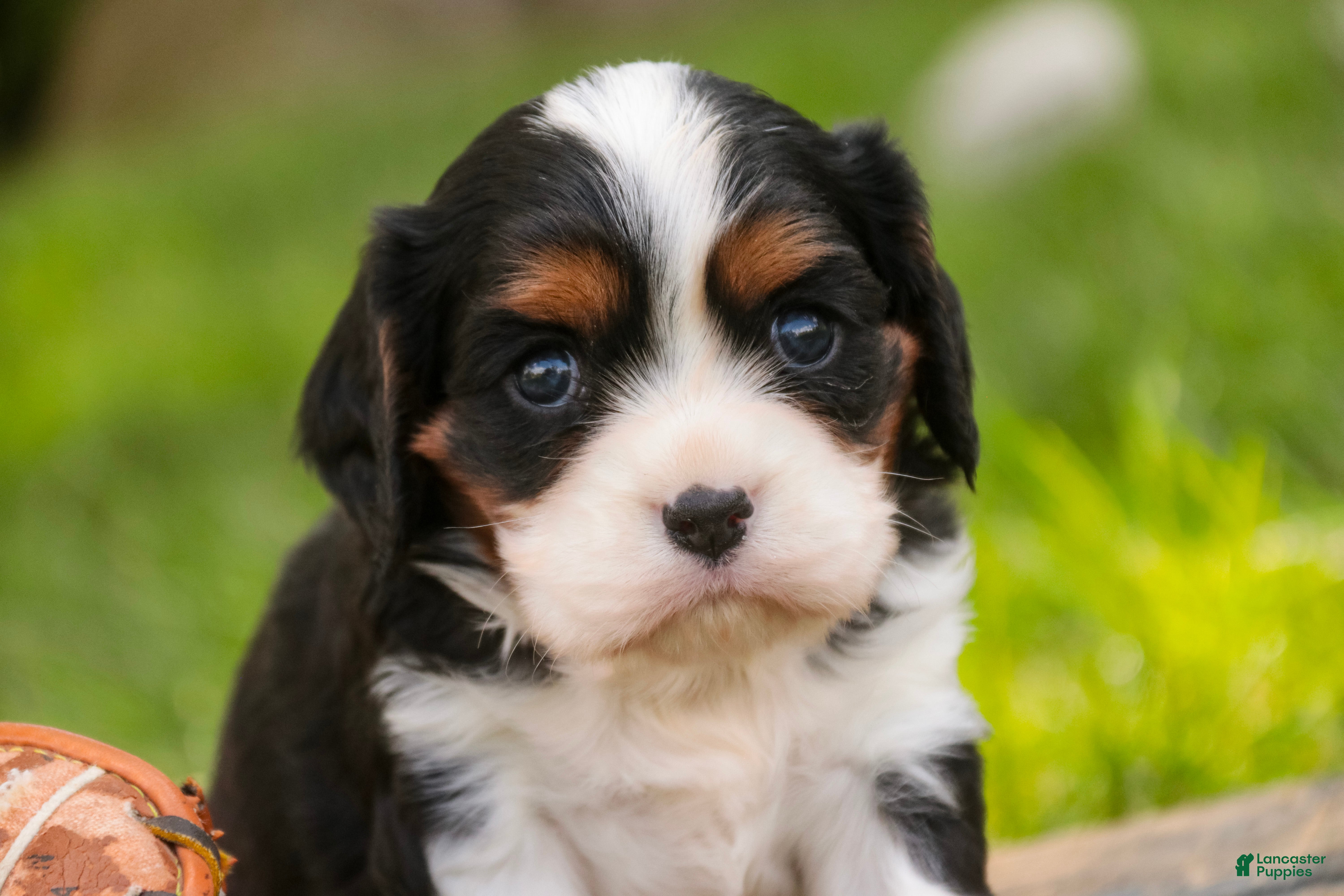 Cavalier King Charles Spaniel dogs for sale: Tom - Ad 4