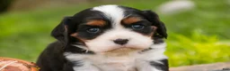 Cavalier King Charles Spaniel dogs for sale: Tom - Ad 1