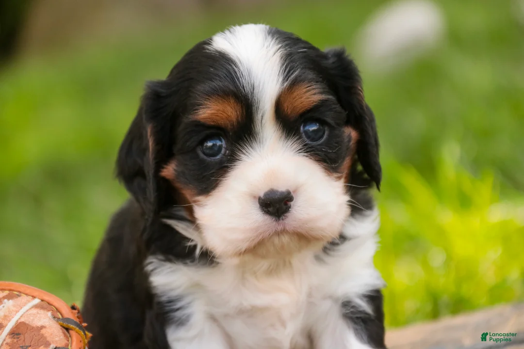 Cavalier King Charles Spaniel dogs for sale: Tom - Ad 1