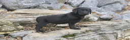 Labrador Retriever dogs for sale: Sally Labrador Retriever  - Ad 5