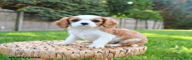 Georgie