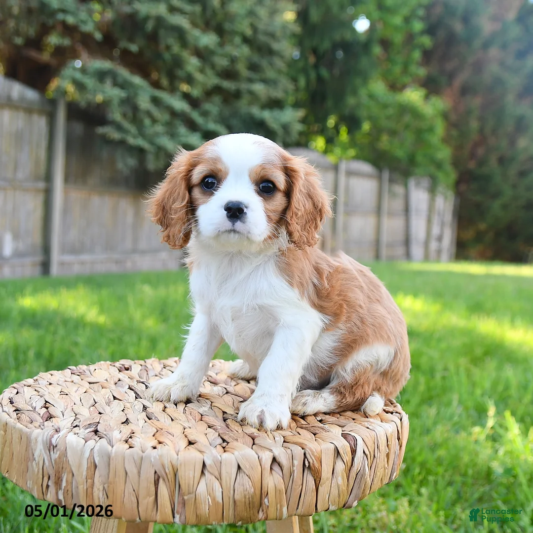 Cavalier King Charles Spaniel dogs for sale: Georgie - Ad 1