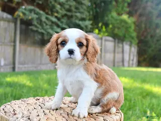 Cavalier King Charles Spaniel dogs for sale: Georgie - Ad 1