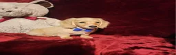 Miniature Dachshund dogs for sale: HAYES - Ad 6