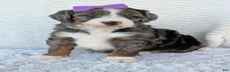 Mini Bernedoodle dogs for sale: Mini Indy - Ad 12