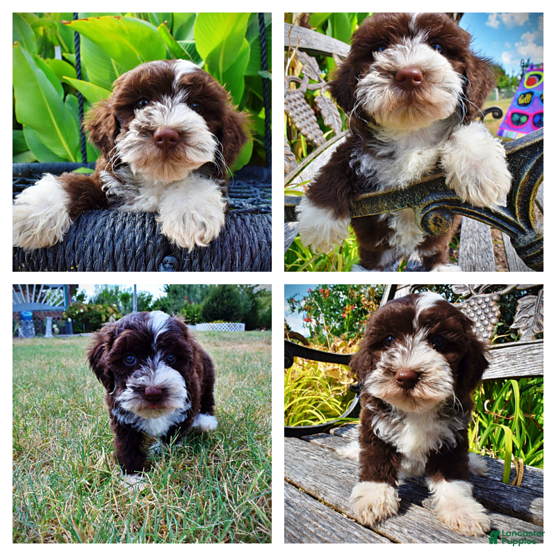 Havapoo dogs Katie - Ad 1