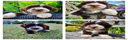 Havapoo dogs for sale: Katie - Ad 1