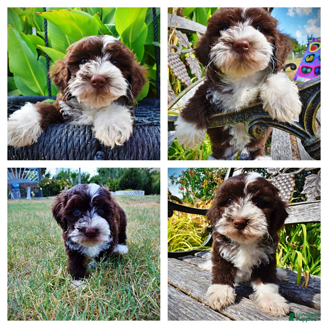 Havapoo dogs for sale: Katie - Ad 1