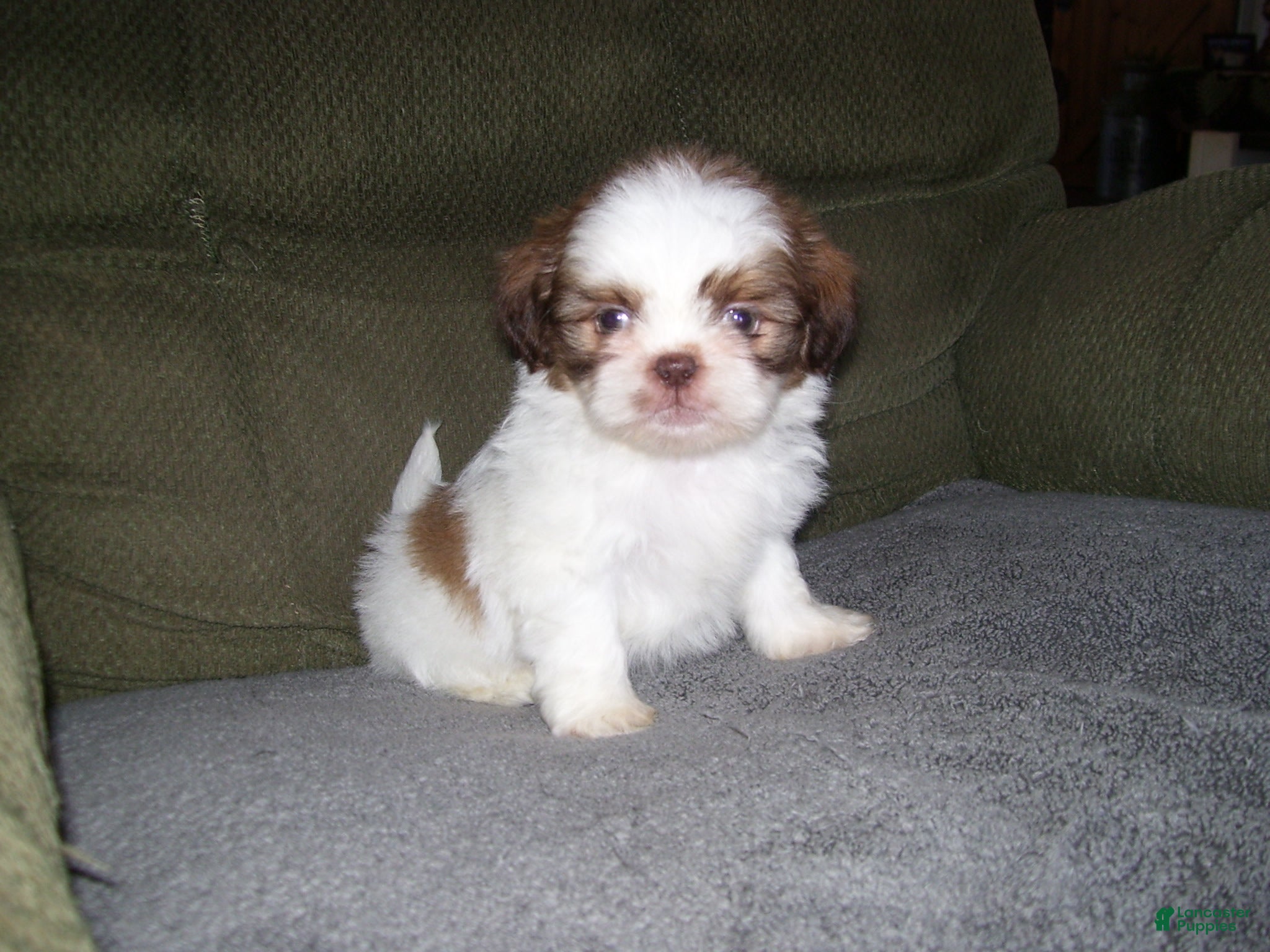 Shih Tzu dogs OAKLEY - Ad 21