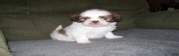 Shih Tzu dogs for sale: OAKLEY - Ad 1