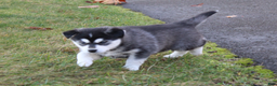 Siberian Husky dogs for sale: Midnight - Ad 3
