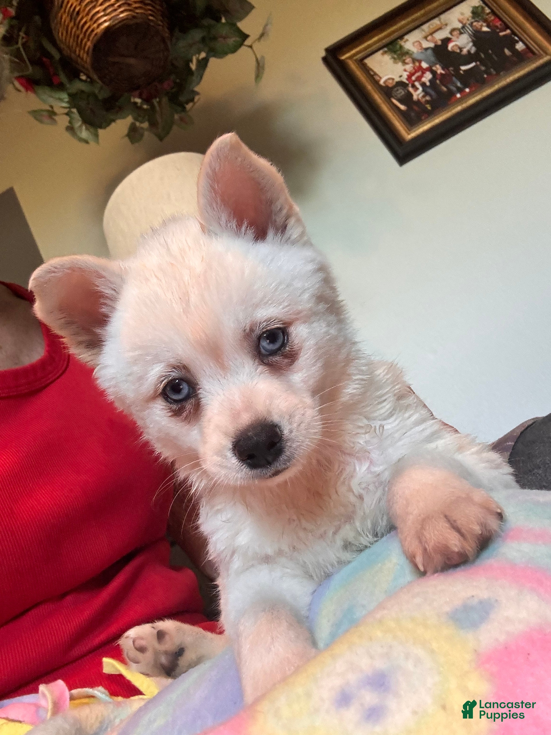 Alaskan Klee Kai dogs Krissy - Ad 2