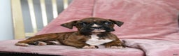 Boxer dogs for sale: Lolli - Ad 1