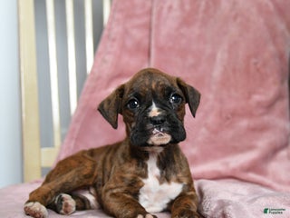 Boxer dogs Lolli - Ad 4