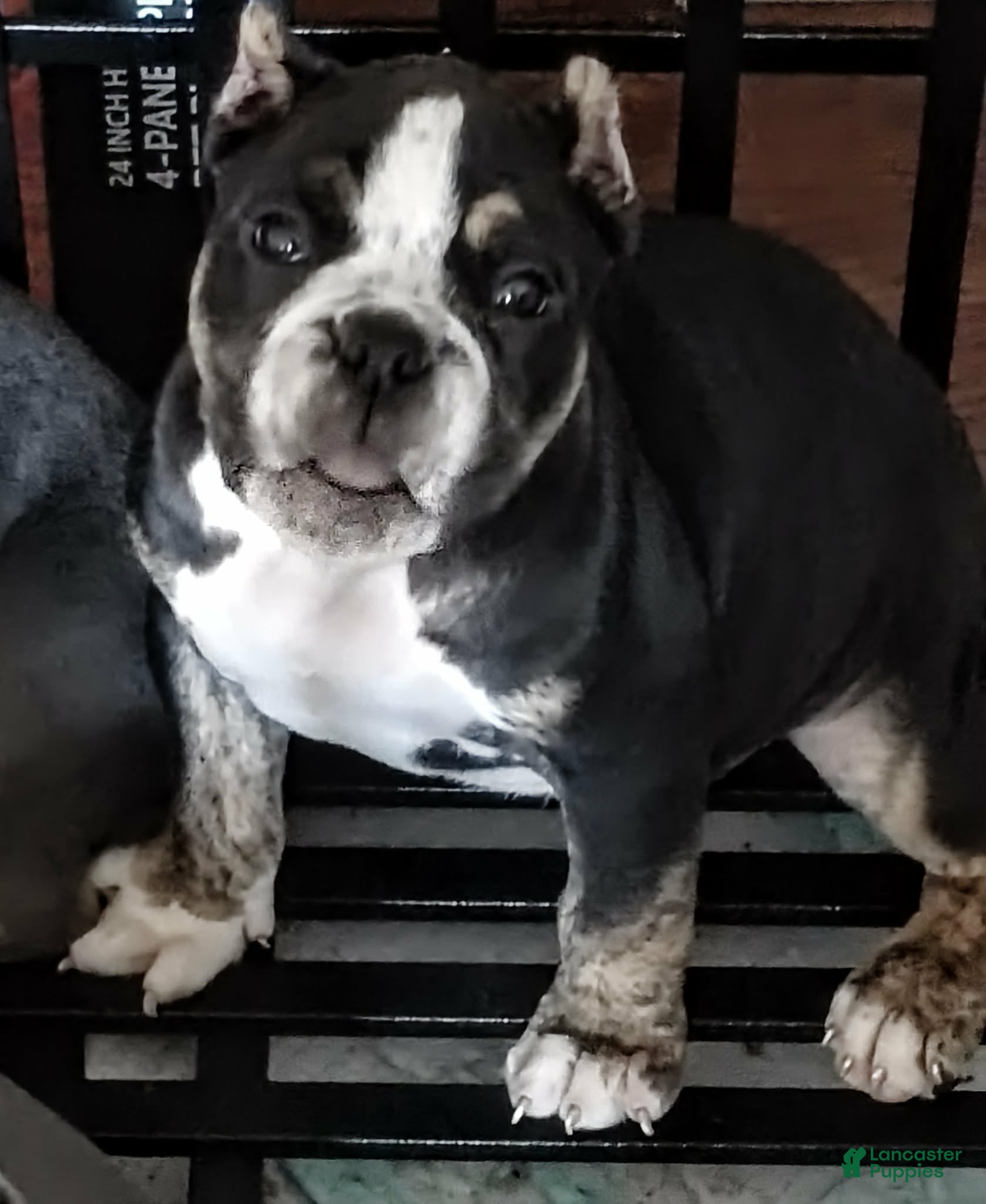 American Bully dogs for sale: American Bully 6 - Ad 1