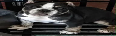 American Bully 6