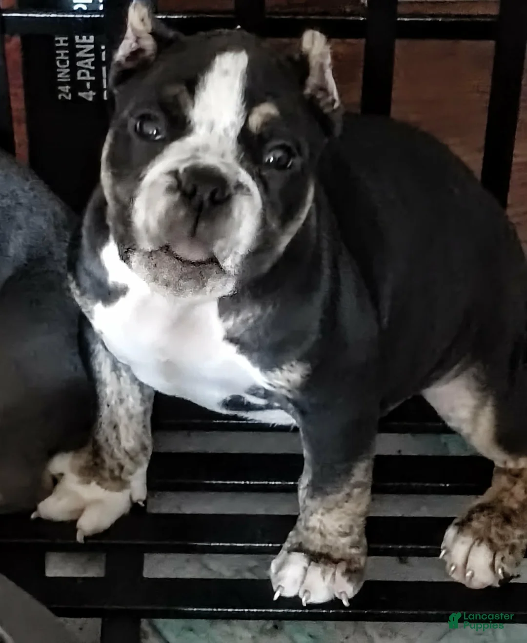 American Bully dogs for sale: American Bully 6 - Ad 1