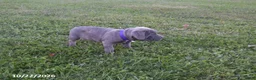 Cane Corso dogs for sale: Allison - Ad 3