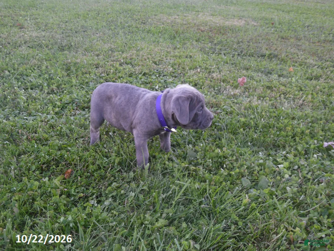 Cane Corso dogs for sale: Allison - Ad 3