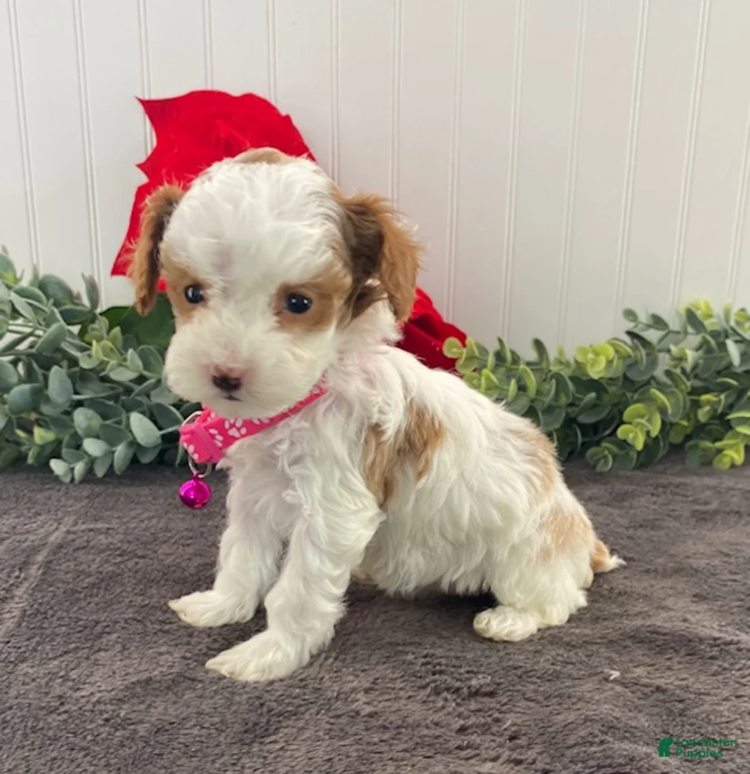 Toy Poodle dogs for sale: Kandy-tiny - Ad 3