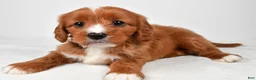 Cavapoo dogs for sale: Emmy - Ad 8