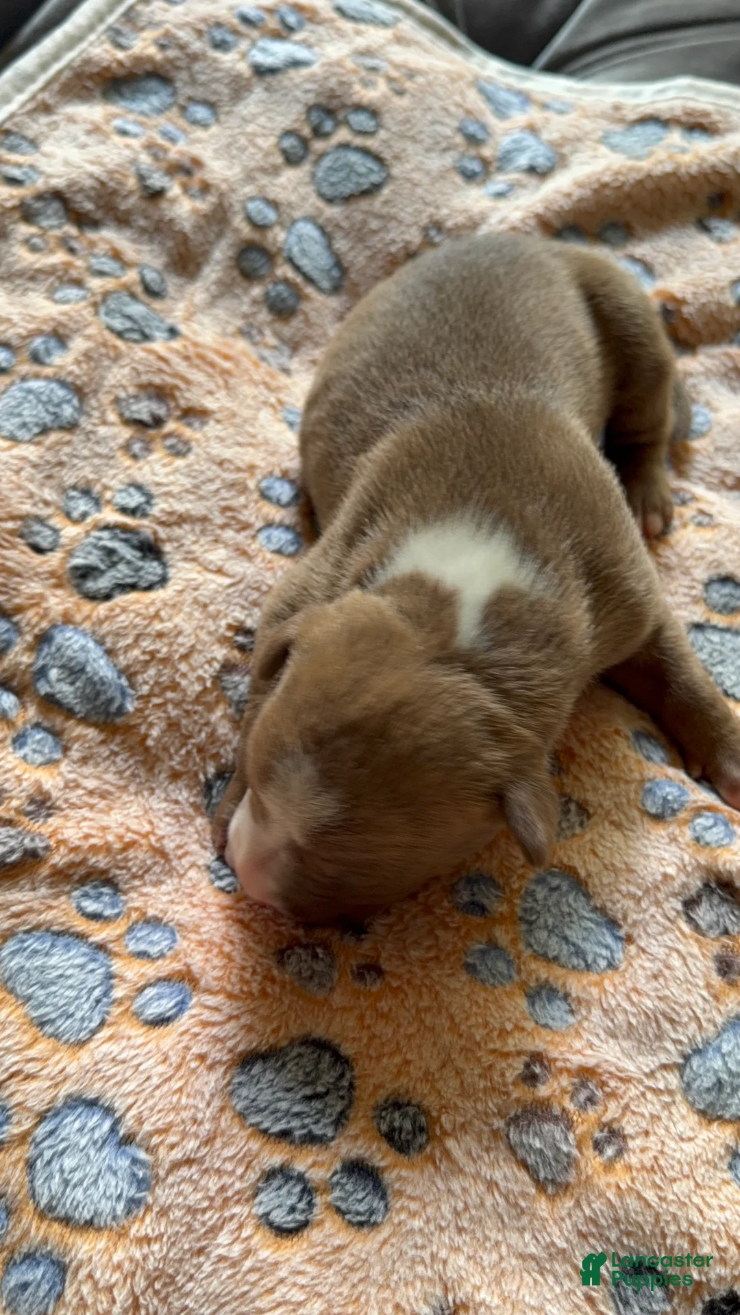 American Bully dogs for sale: American Bully 3 - Ad 2