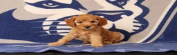 Mini Goldendoodle dogs for sale: Rory - Ad 1