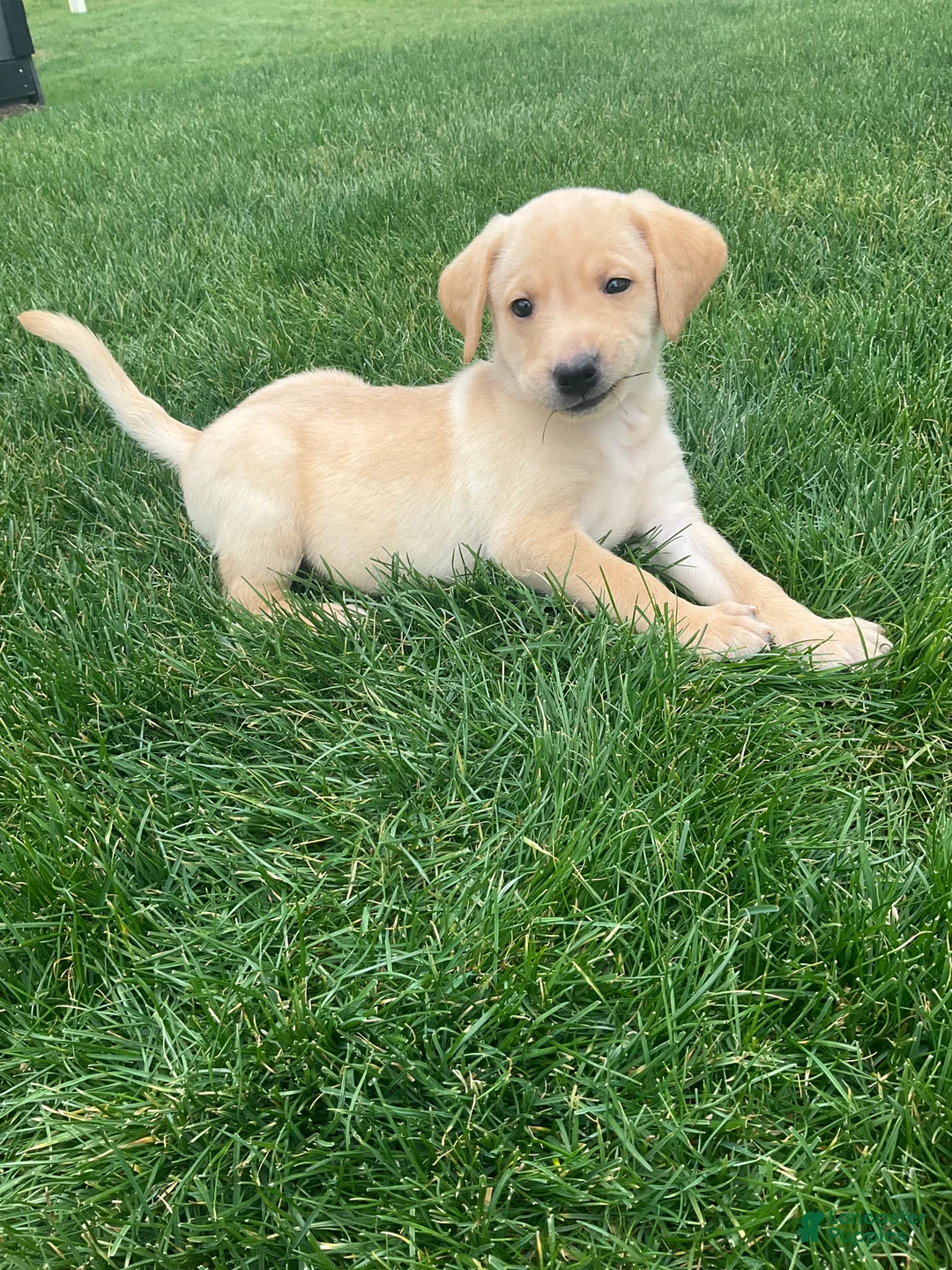 Labrador Retriever dogs for sale: Max - Ad 1