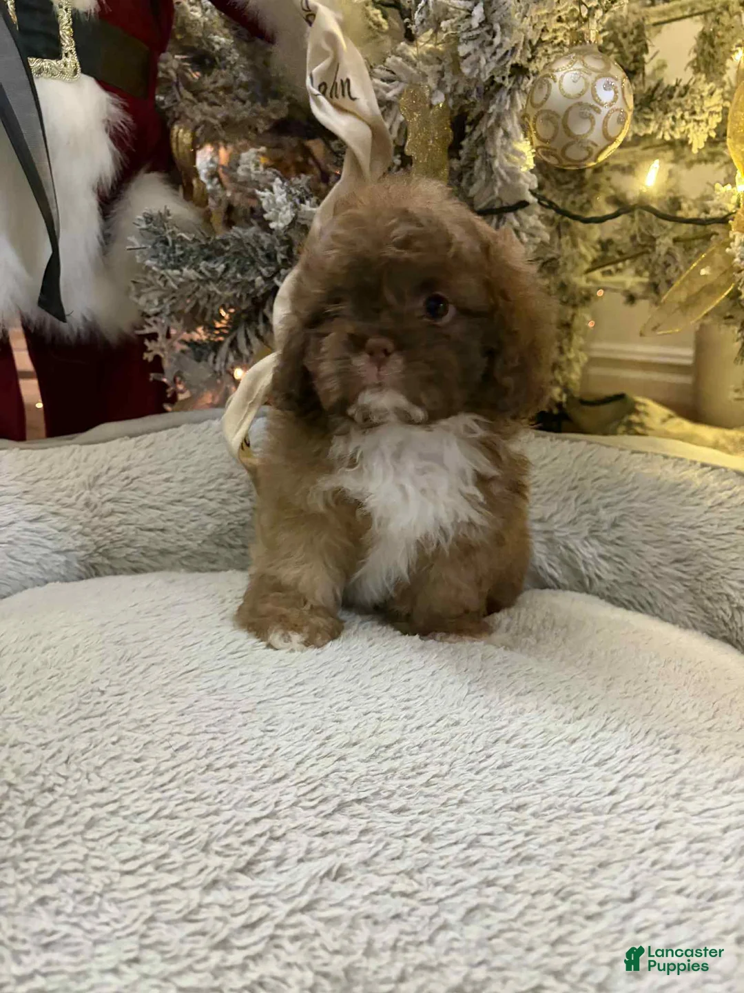 Shih Tzu dogs for sale: Robin - Ad 1