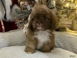 Shih Tzu dogs Robin - Ad 22