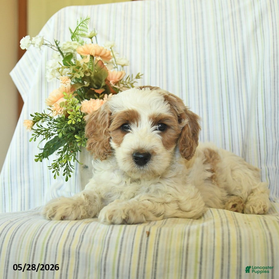 Mini Goldendoodle dogs Iggy  - Ad 2