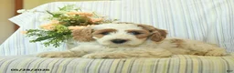 Mini Goldendoodle dogs for sale: Iggy  - Ad 2