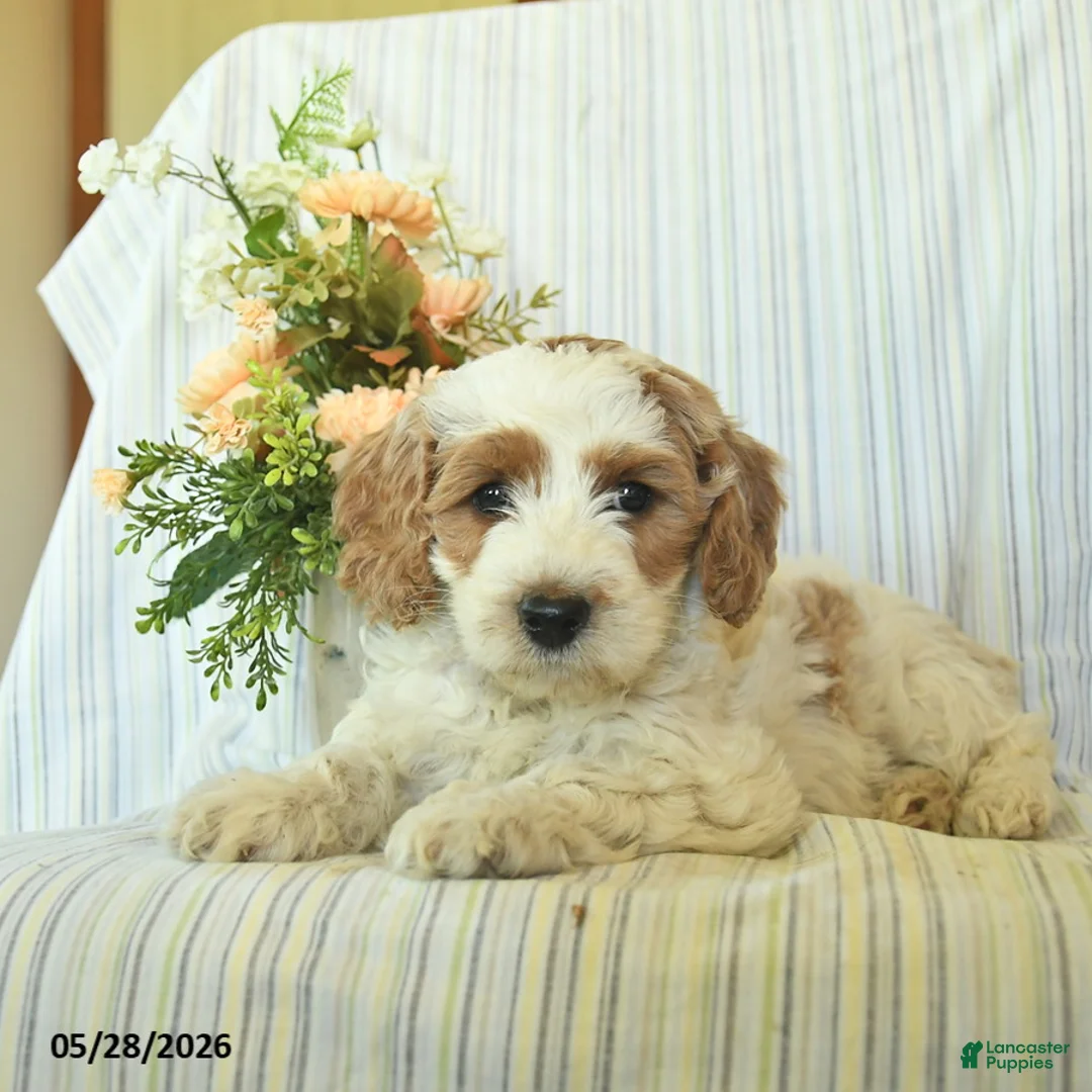 Mini Goldendoodle dogs for sale: Iggy  - Ad 2