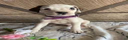 Boxer dogs for sale: Frazier - Ad 3