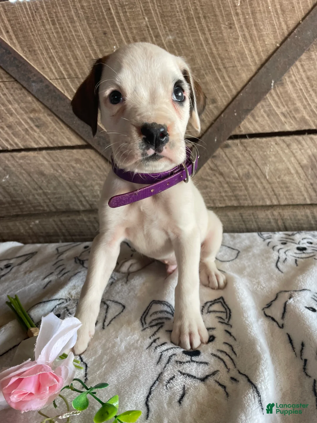 Boxer dogs for sale: Frazier - Ad 3